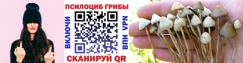 Псилоцибиновые грибы мухоморы  купить закладку  Зеленогорск 